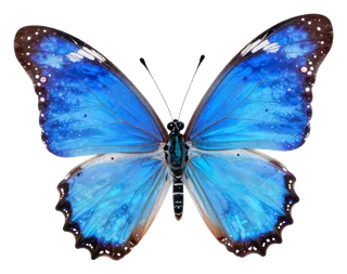 A blue butterfly with detailed wings.