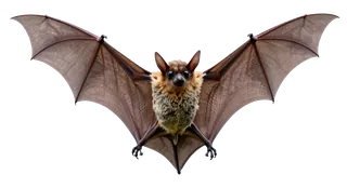 A bat flying with wings spread wide.